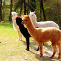 MONDO ANIMALE E VEGETALE: DAGLI ALPACA ALL’UVA SULLE LAME DEI COLTELLI.FVG 13-15 SETTEMBRE 2024 (Vivaro-Travesio-Maniago)